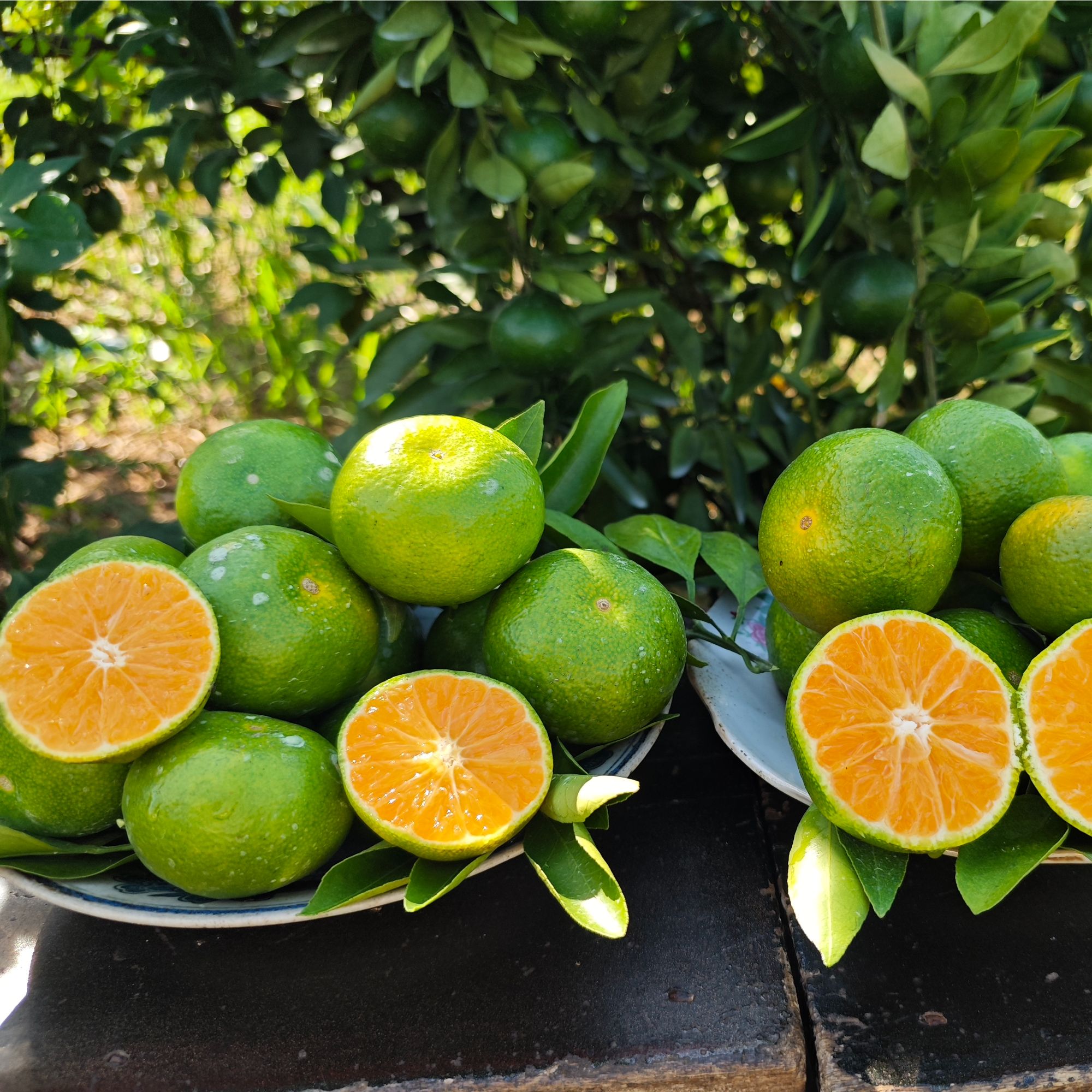 现摘青皮蜜桔新鲜应季水果酸甜多汁薄皮无籽