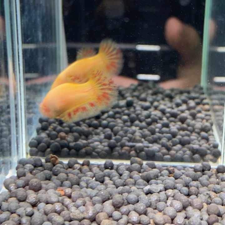 斗鱼泰国斗鱼164号