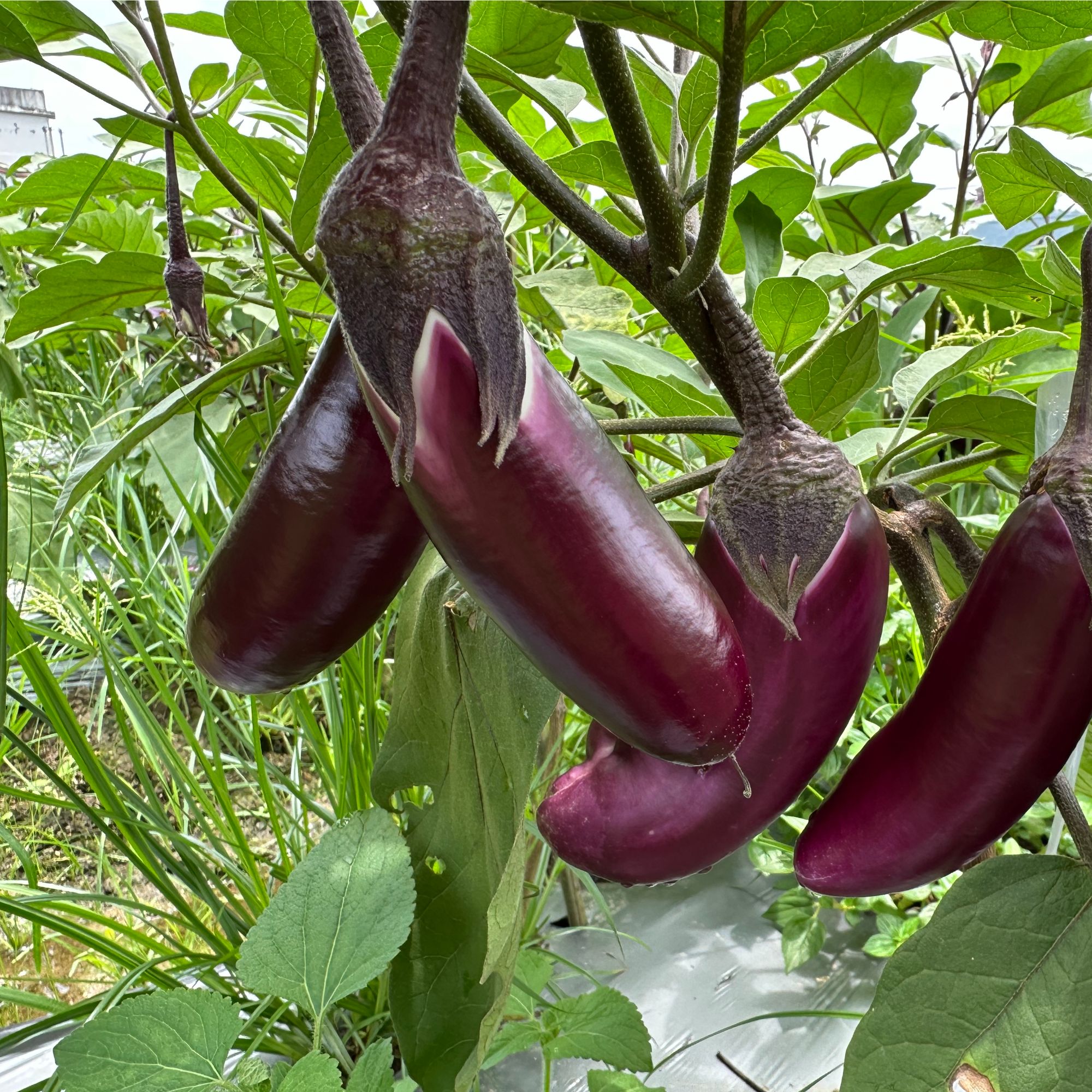 【满妹优选】新化农家自然成熟菜茄子现摘现发顺丰包邮