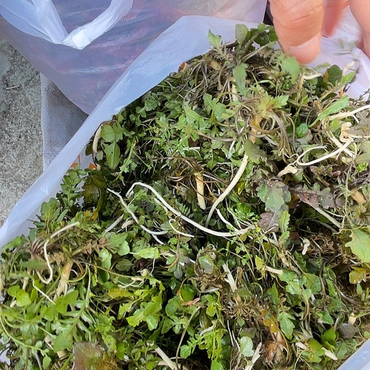 中国大陆农家野生荠菜两斤六两