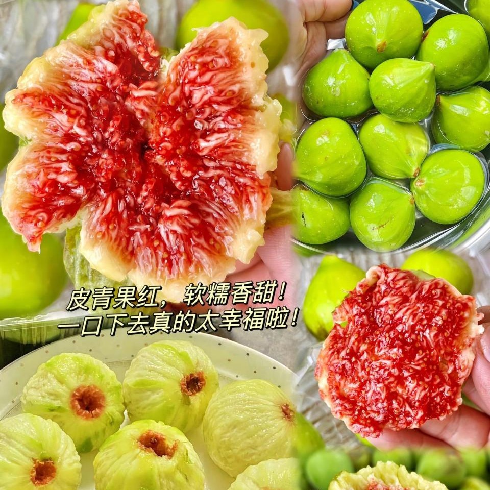 无花果树果苗威海大青皮带果南方北方当年结果带土精品