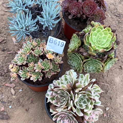 木***李619五颗法师多肉植物