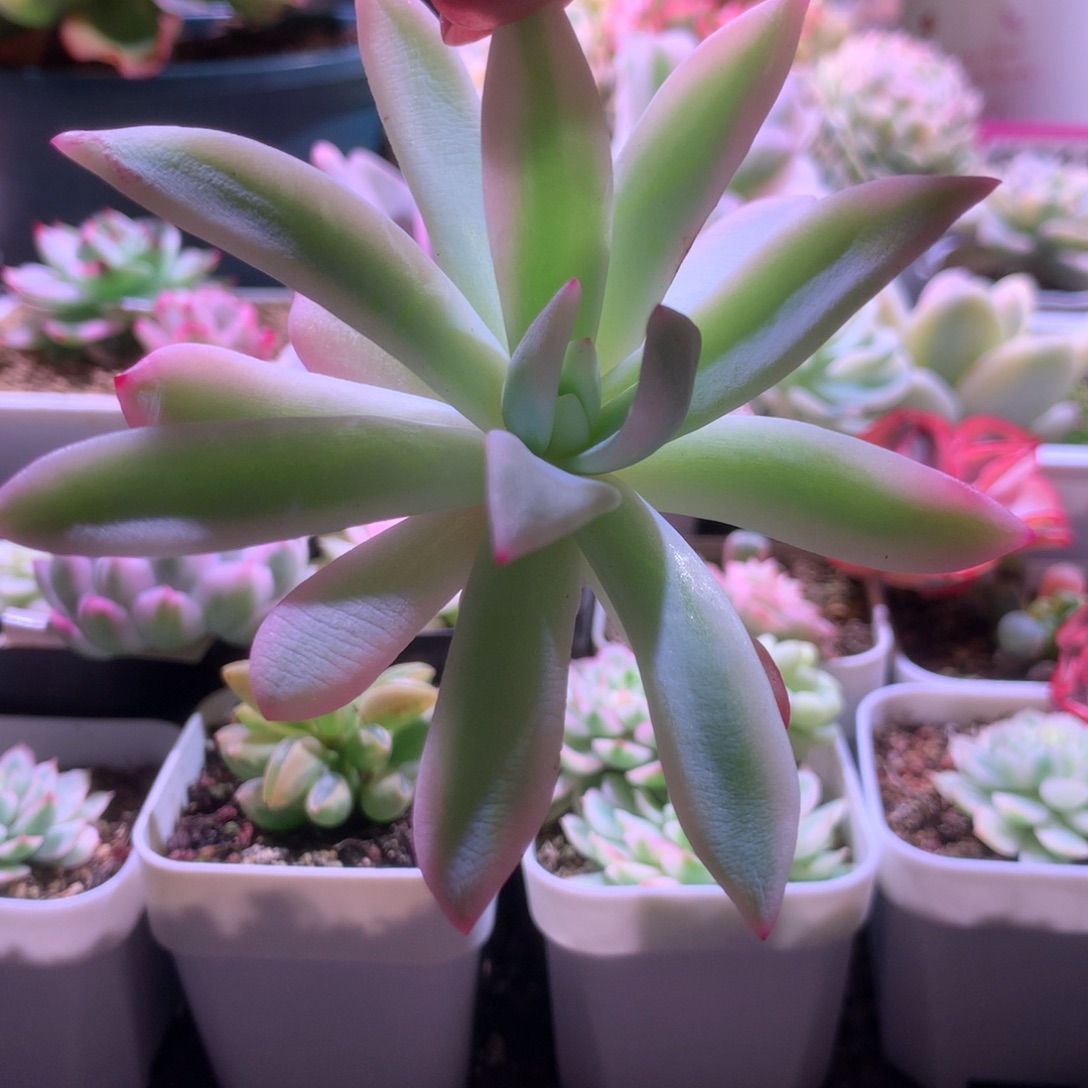 嫦娥覆轮锦砍头无根