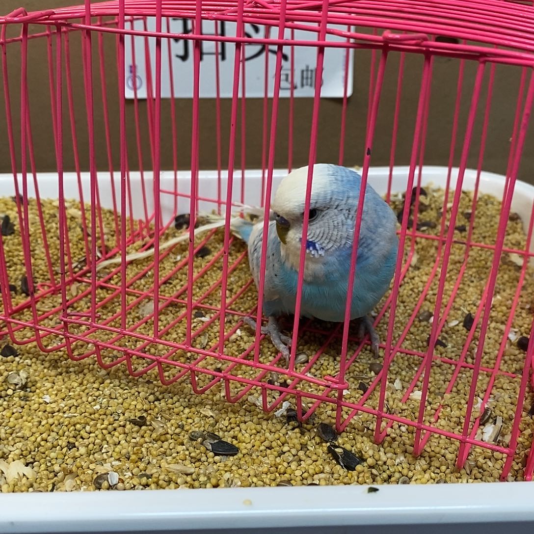 虎皮鹦鹉大头虎皮