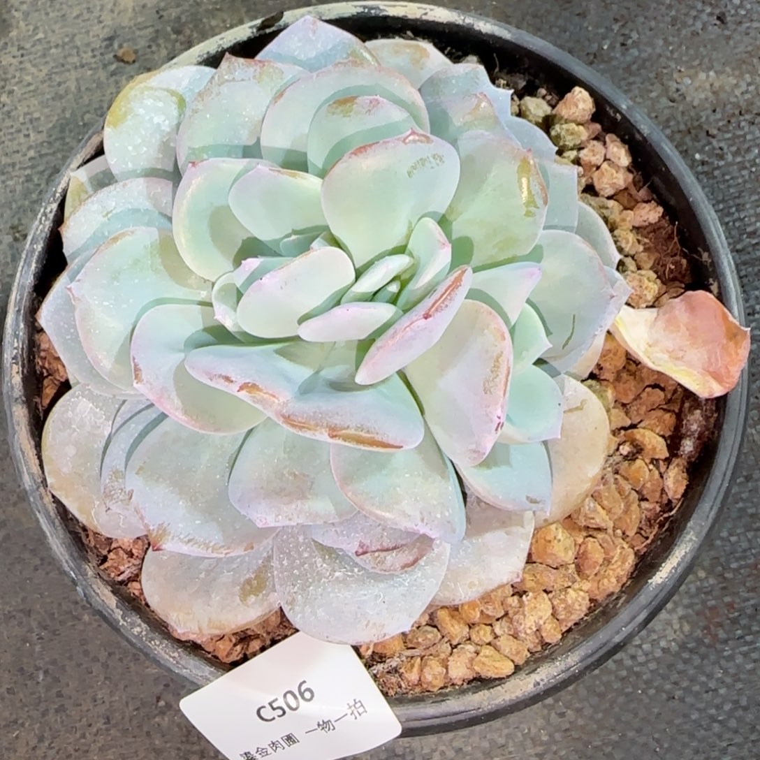 C506奶茶单头分心  