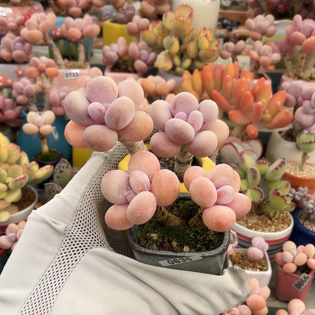 多肉植物的生长发育