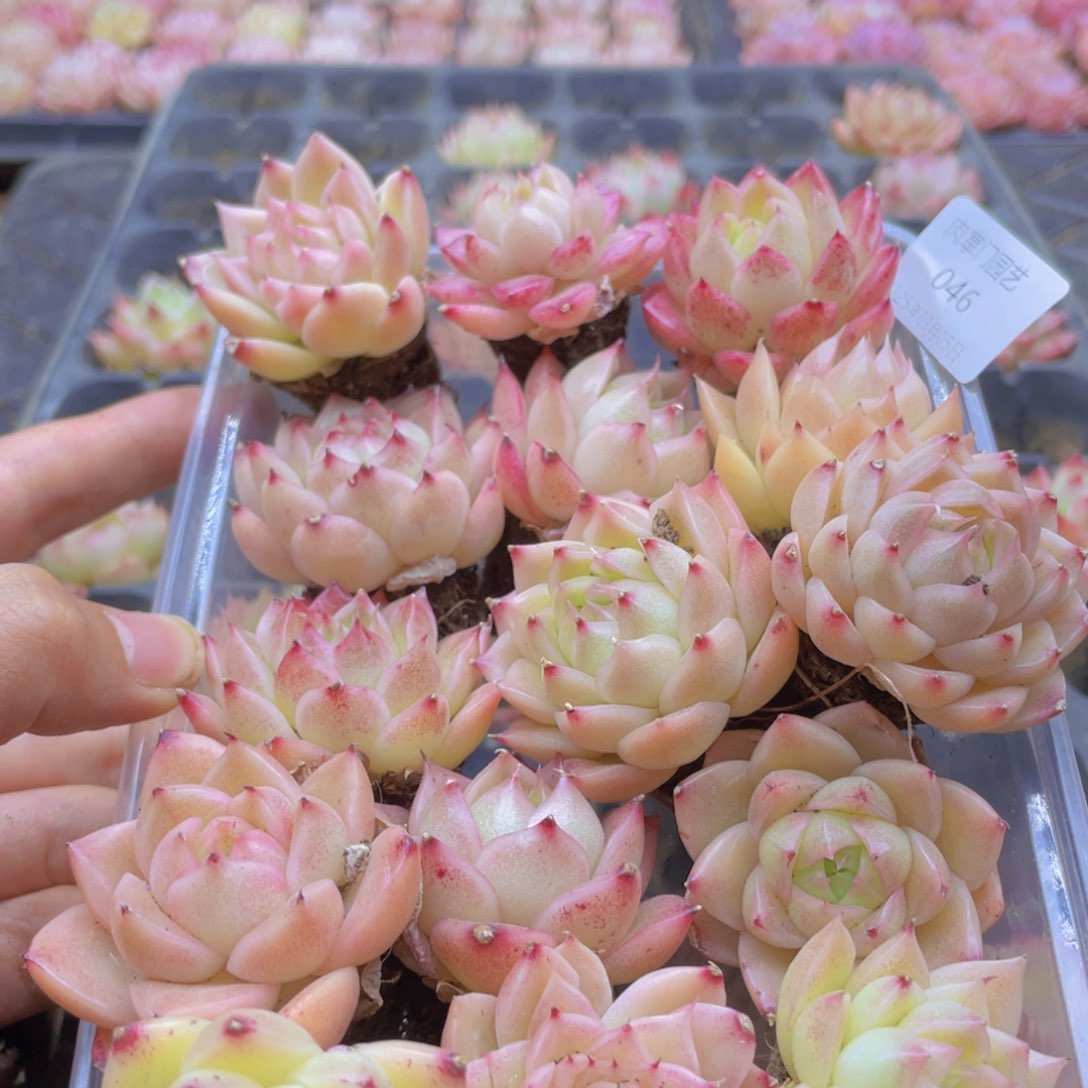 开心快乐幸福046