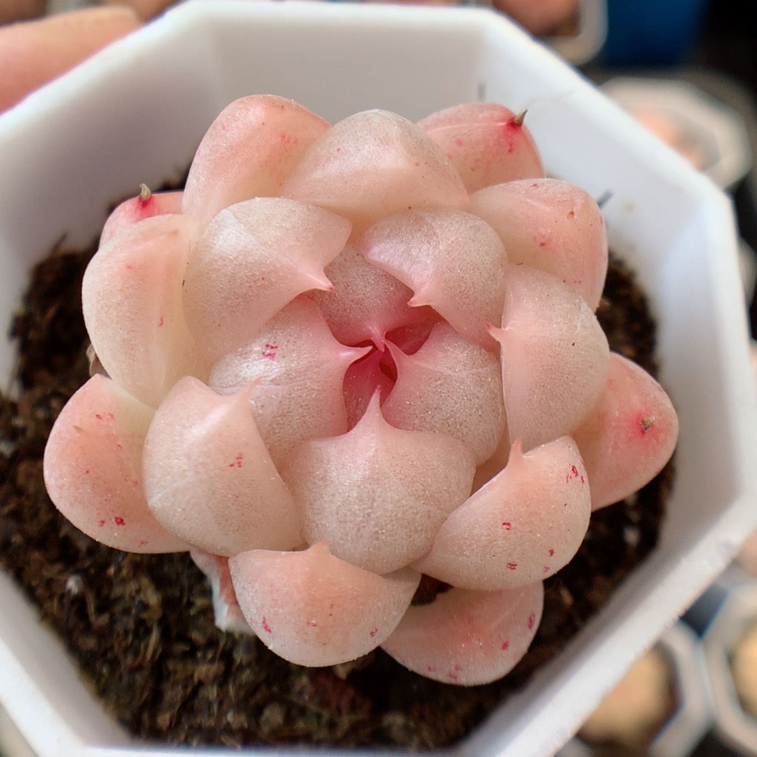 o****s一物一拍精品多肉。 多肉麦秆