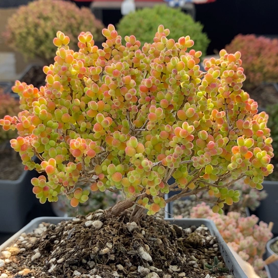 金橘糖球5992枝干番杏