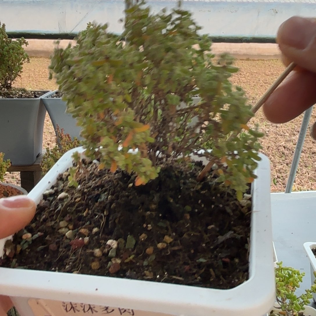 870小小米福利才播