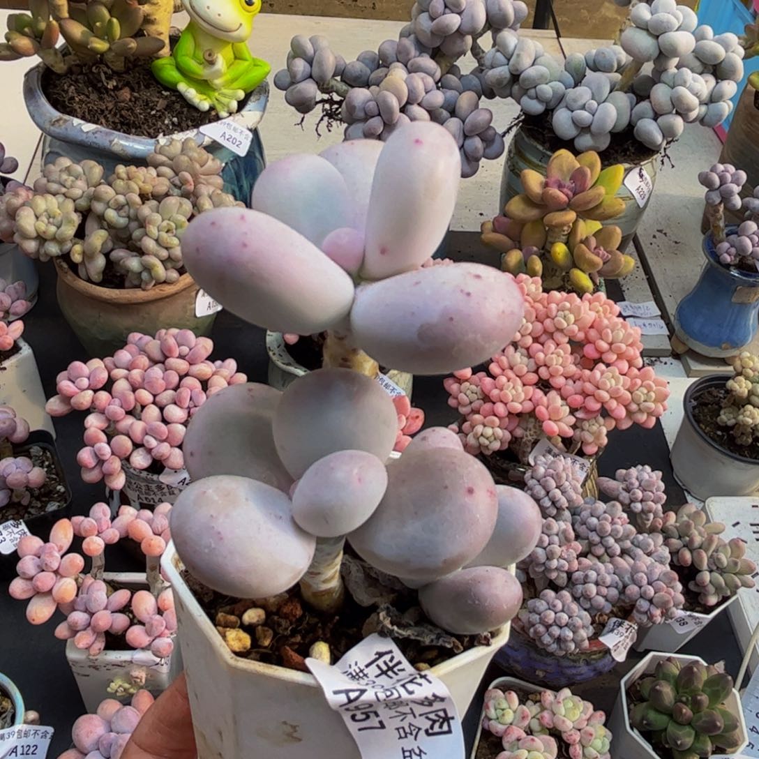 957/6cm水光针多肉