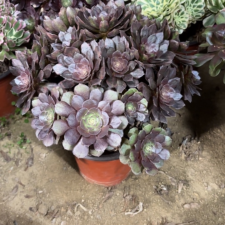 多肉植物法师万灰41