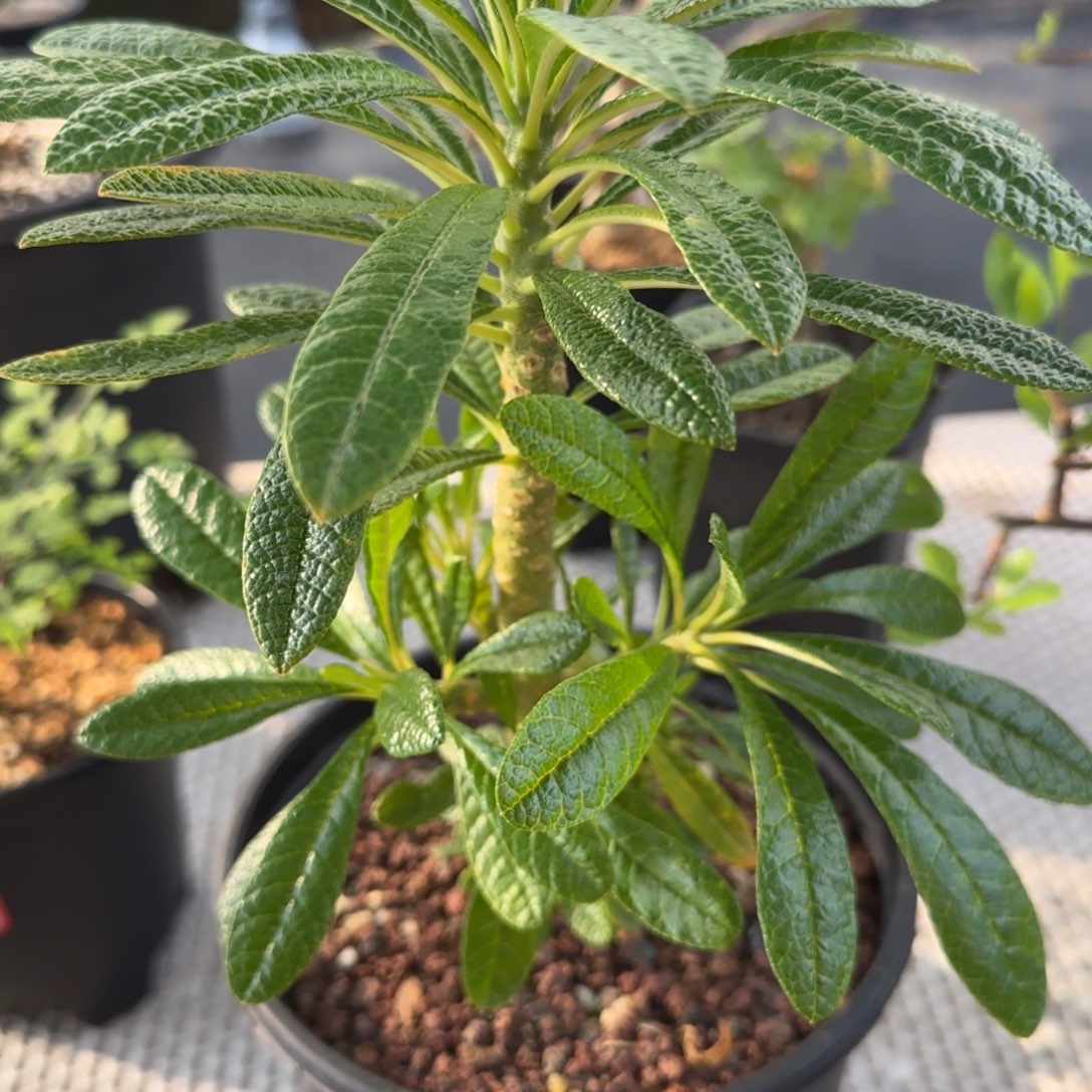 巨硫桑哈哈哈哈哈