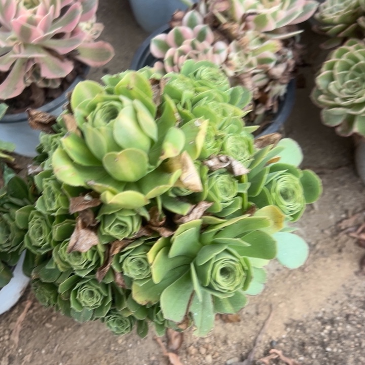 翡翠琉璃手捧量多肉植物上