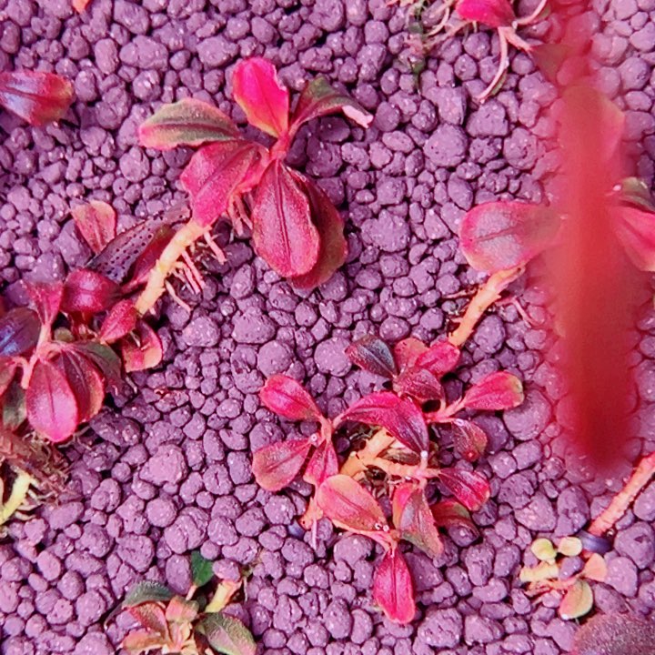 无花朵福利辣椒榕数码海丛