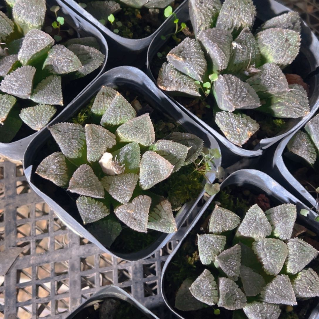 聚味城玉露多肉多肉一颗