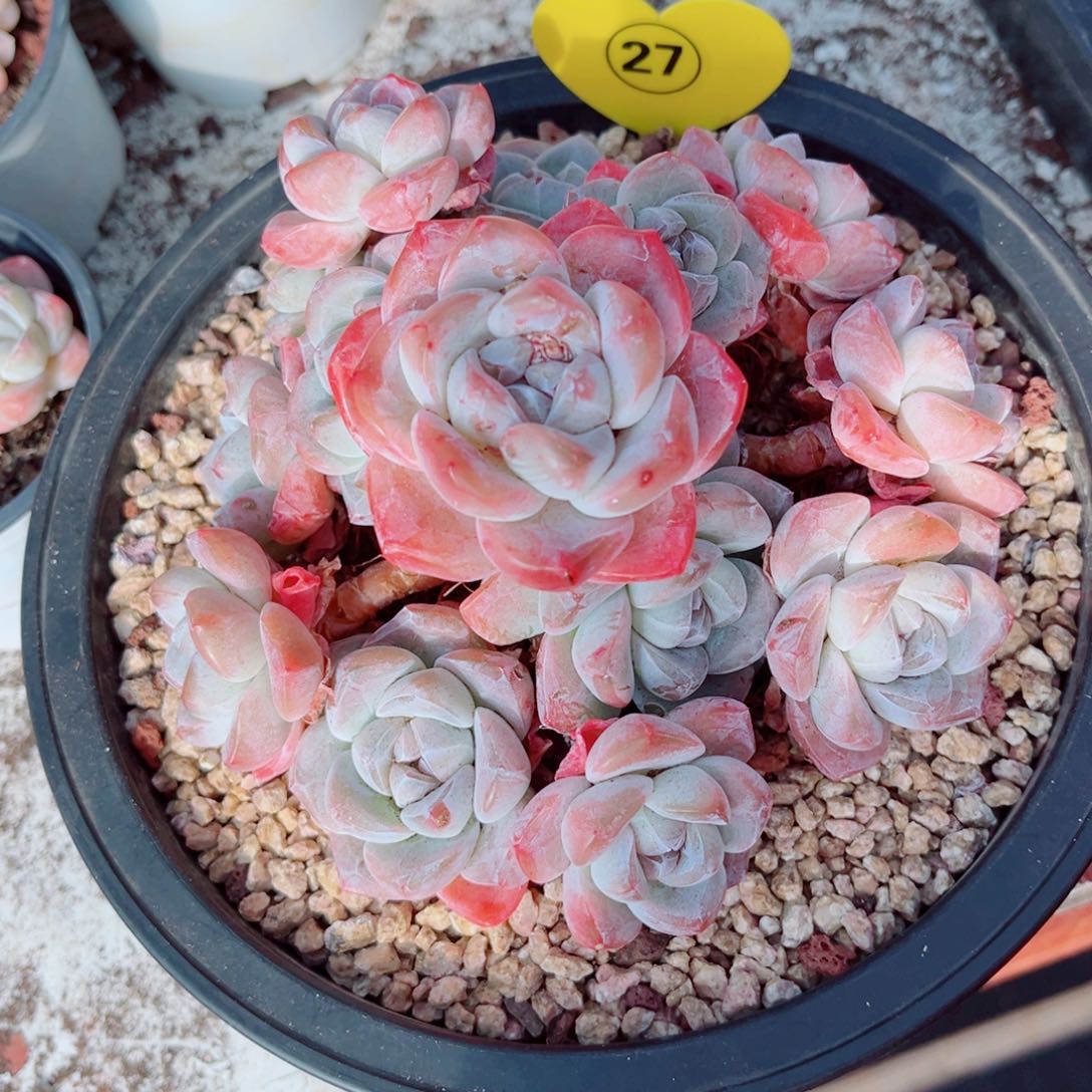 27号大老桩冰玉群14头整桩无砍