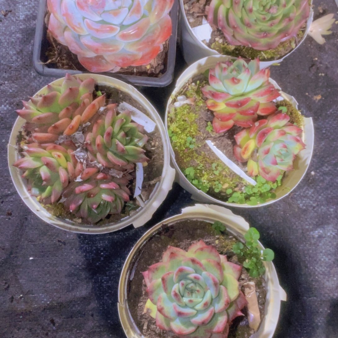 夏***荷傻眼打榜加油哦好