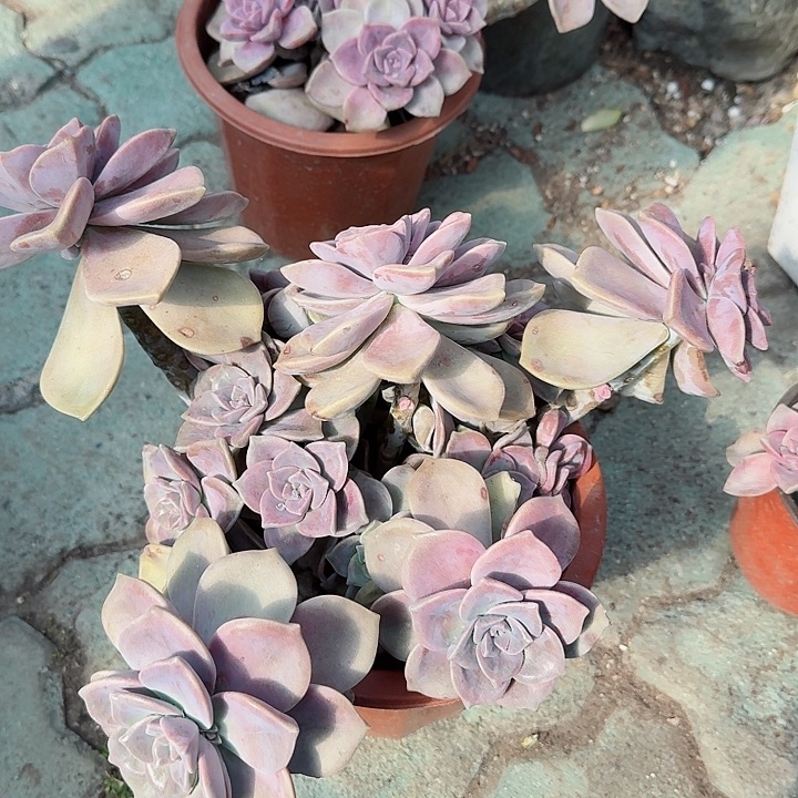 大号紫了多肉植物