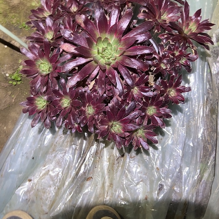 不包侧枝一物一拍42