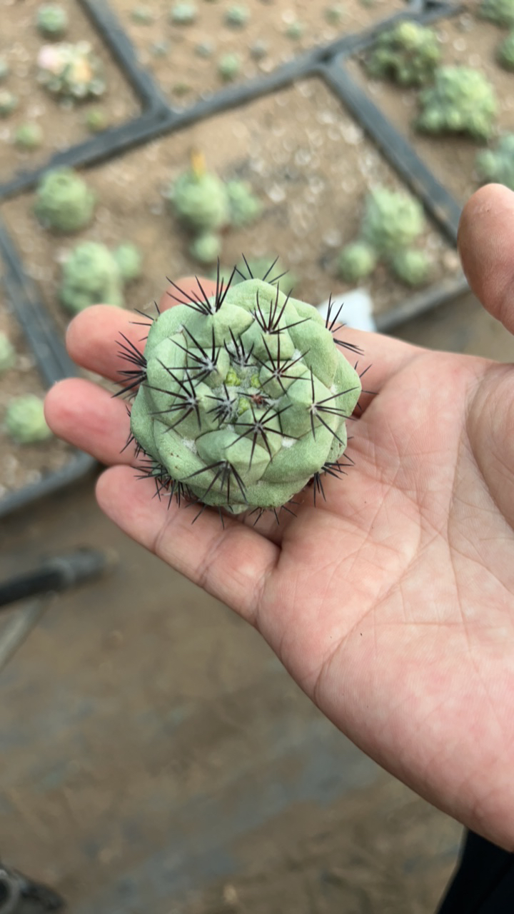 苗落自根帝王丸大单头4.5厘米