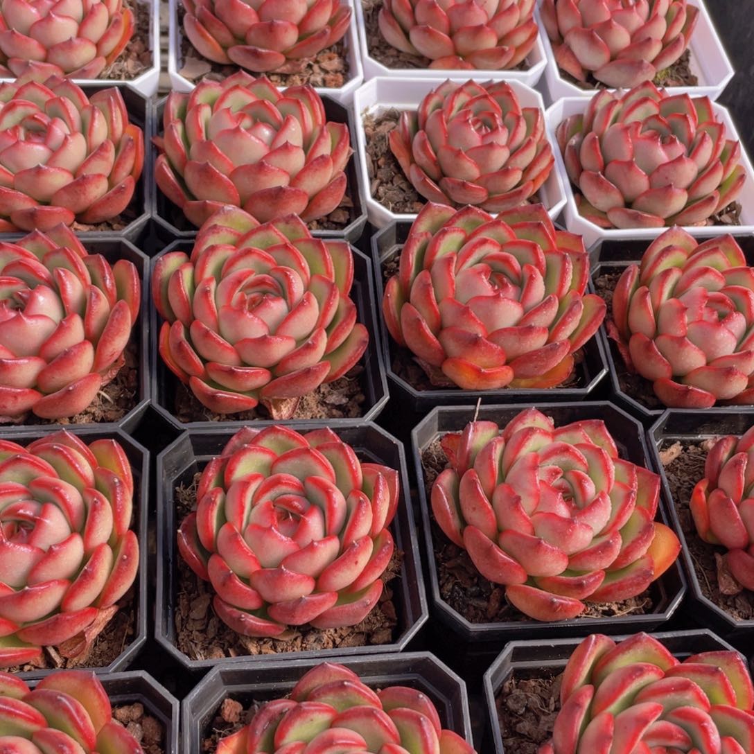 量拍110号 蒙布朗万宝龙花田错多肉单头一个