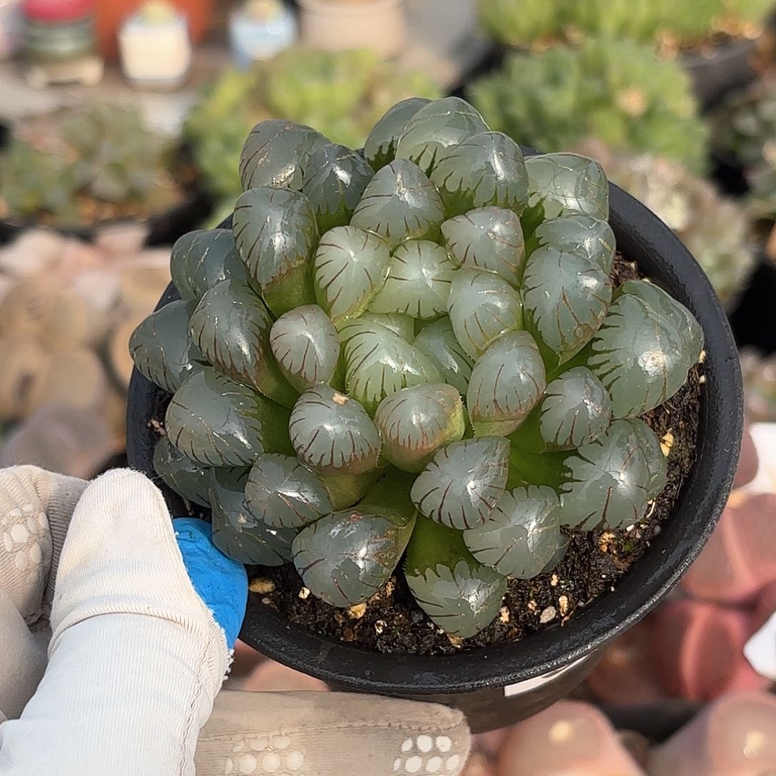 954 实生冰灯大母本 带盆土 有疤