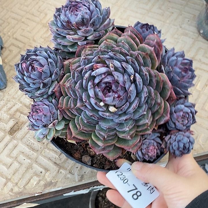 小七夕多肉蓝色妖姬78