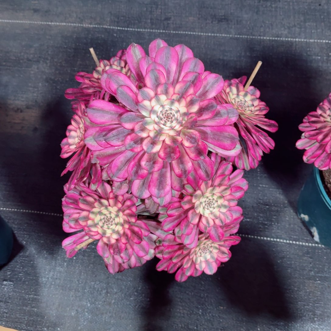 多肉植物发货发货