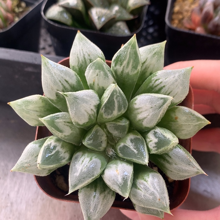 爱心寿一物一拍带盆