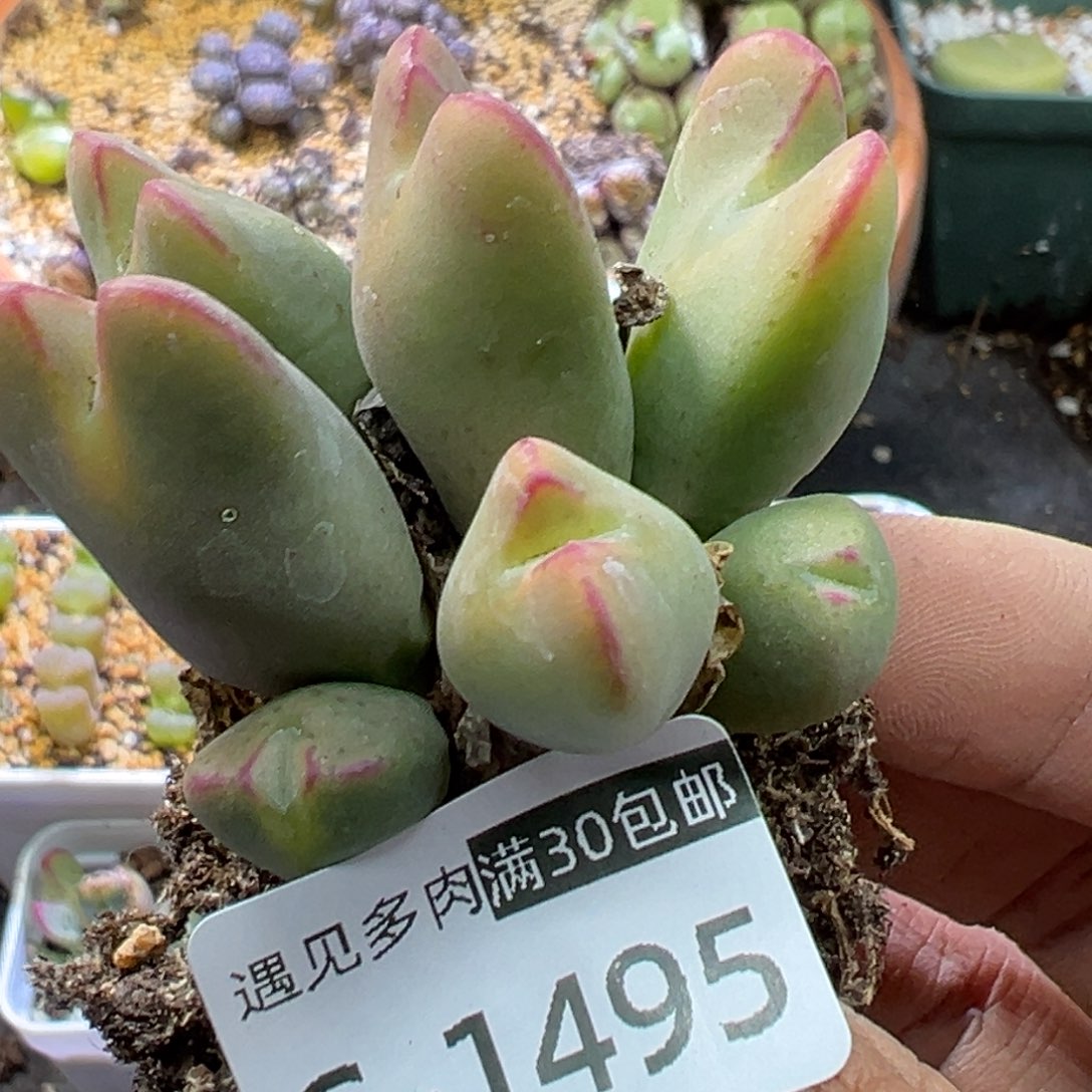 多肉植物111111111111