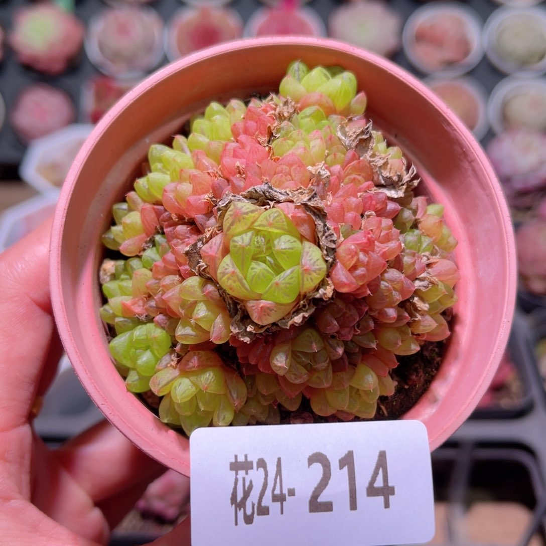 花利美24-214草玉露