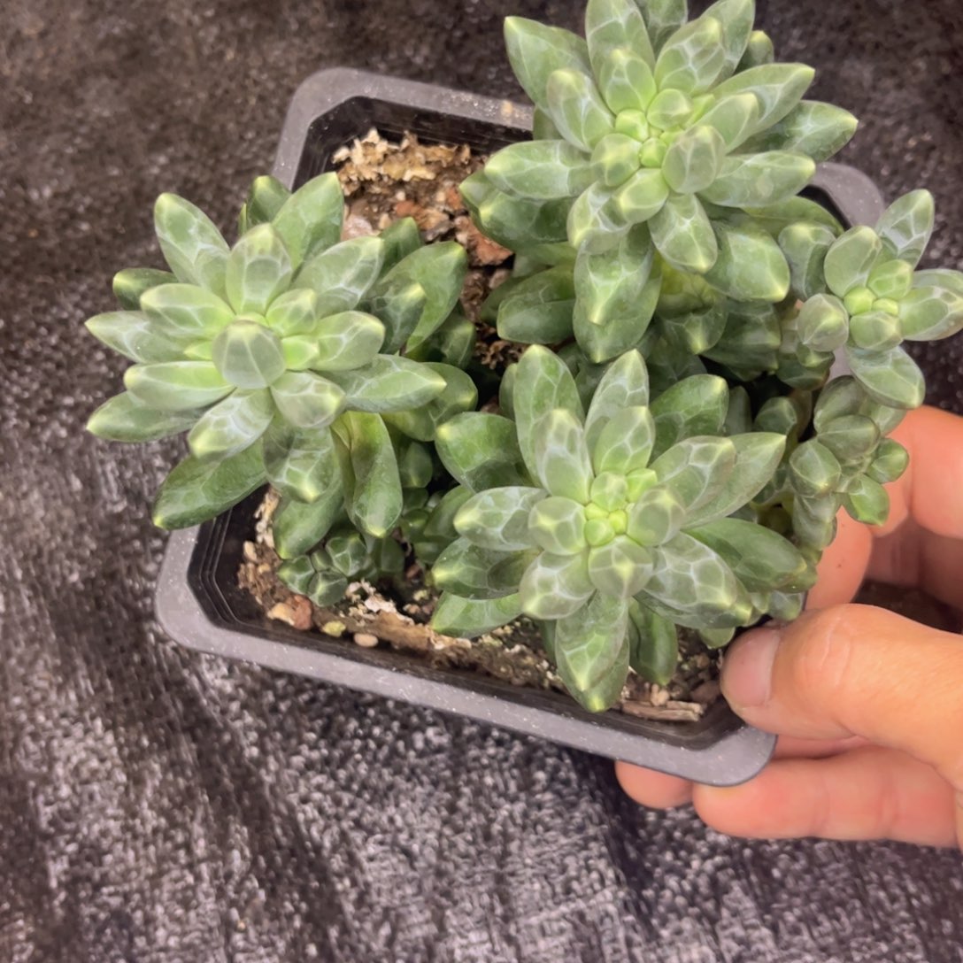 无花朵友家多肉一物一拍