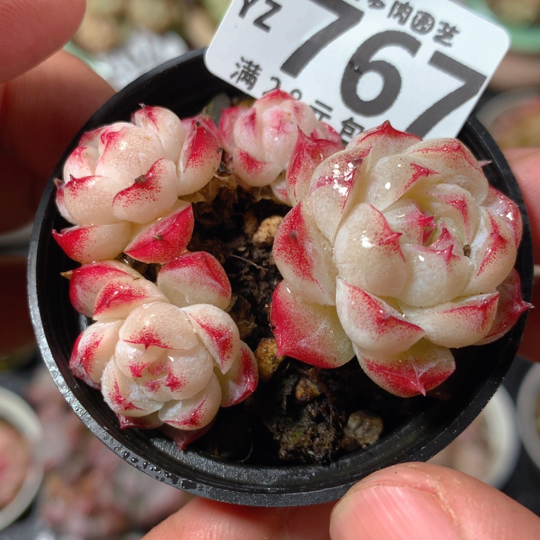 5CM拇指盆精控多肉YZ767