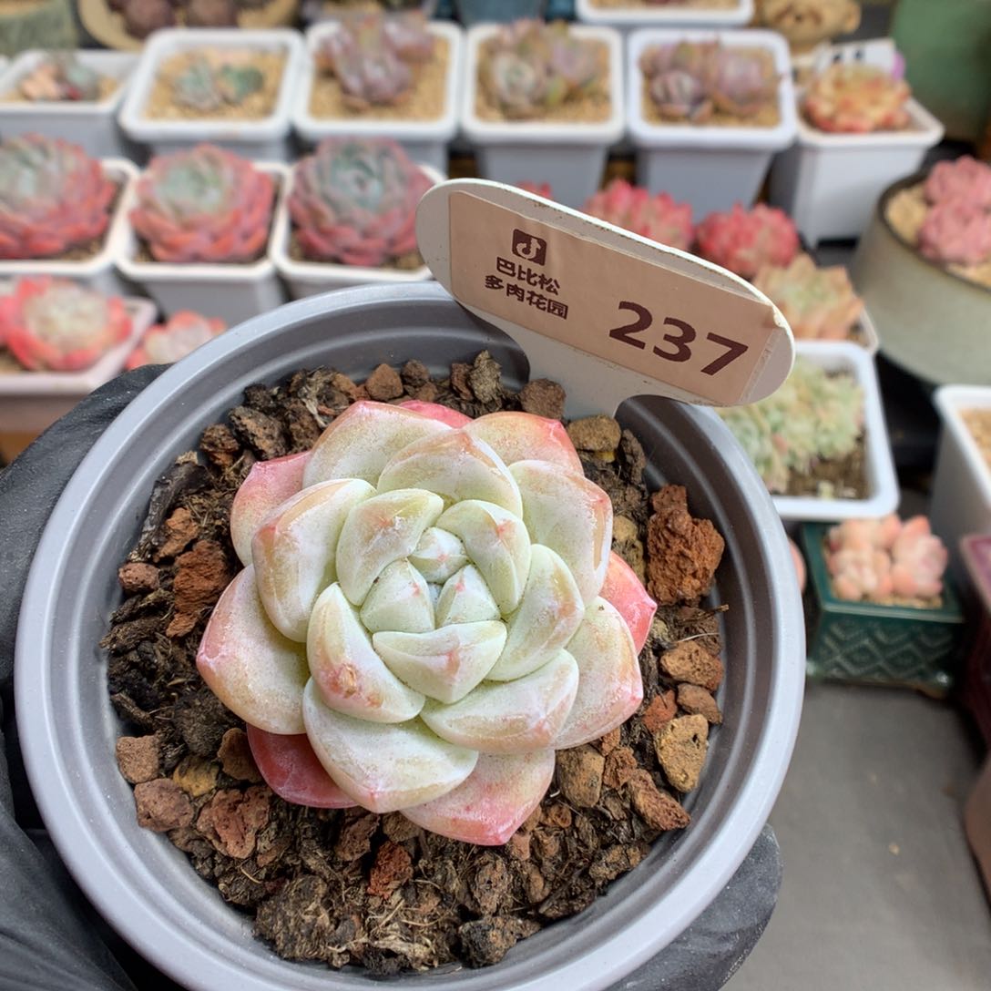 237 草莓冰玉多肉