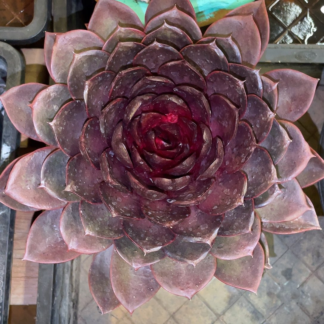 多肉植物一物一拍