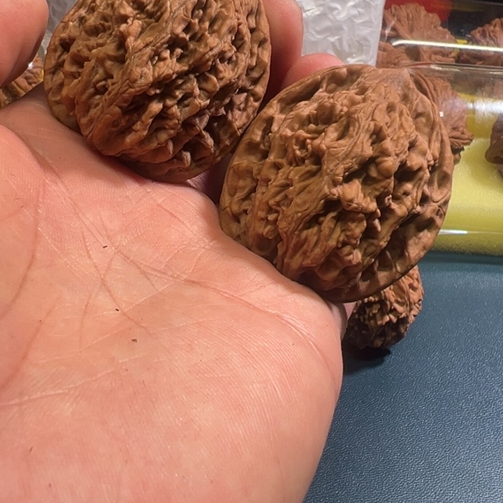 金***光核桃虎头核桃42尺寸