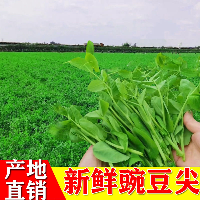 贵州毕节豌豆尖露天种植自然成熟