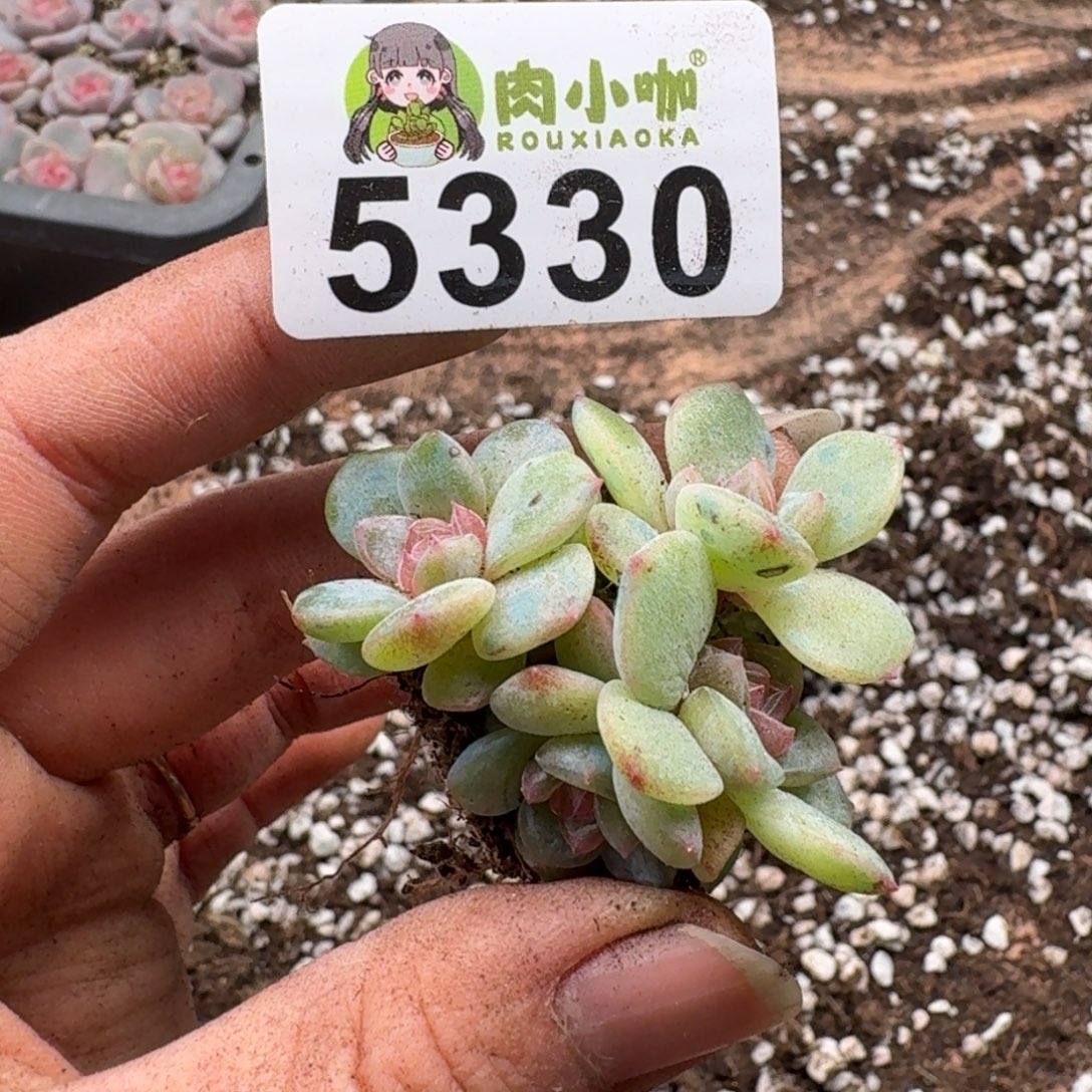 可***可多肉植物多肉植物