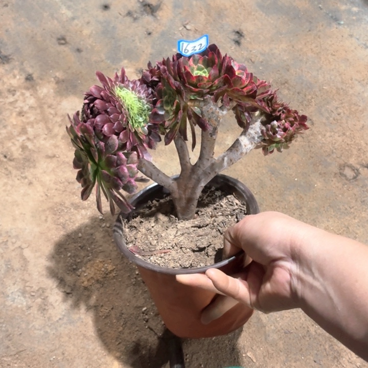 朝霞缀化法师多肉1632