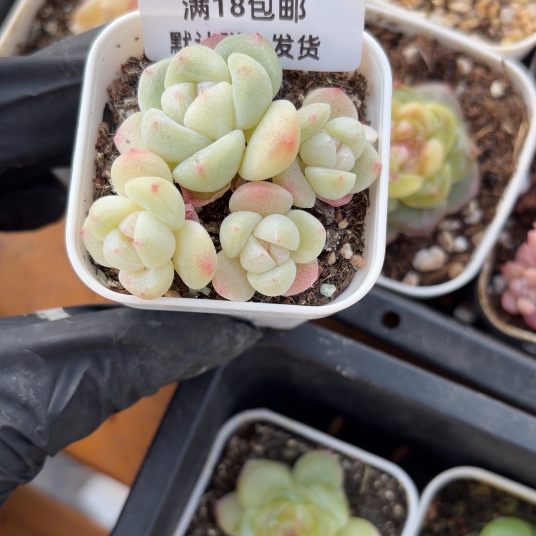 东篱下多肉哈哈哈15