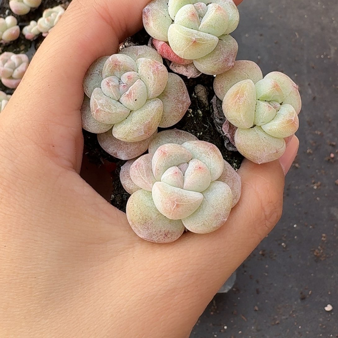 04号到手11颗，圆胖冰玉