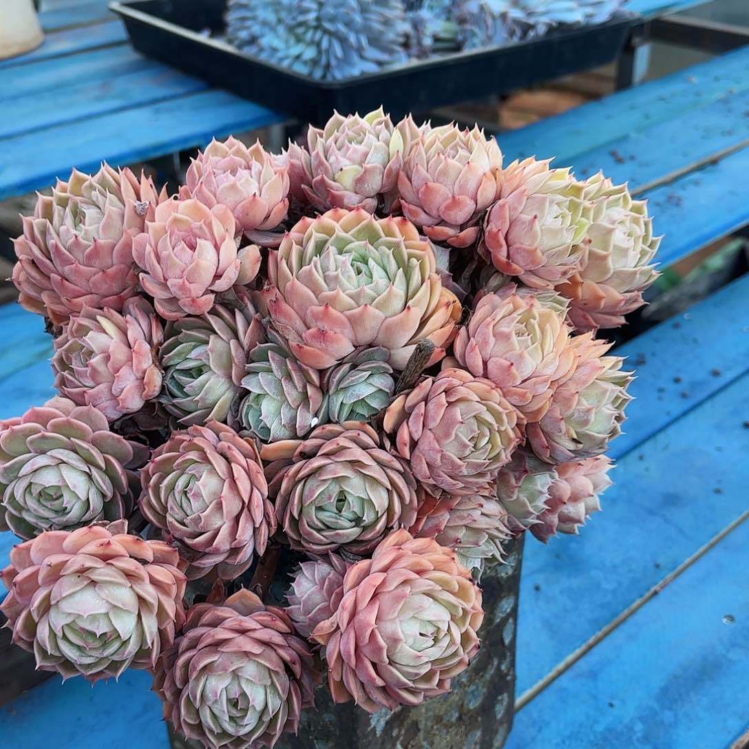 俊**（昂上盆多肉物流