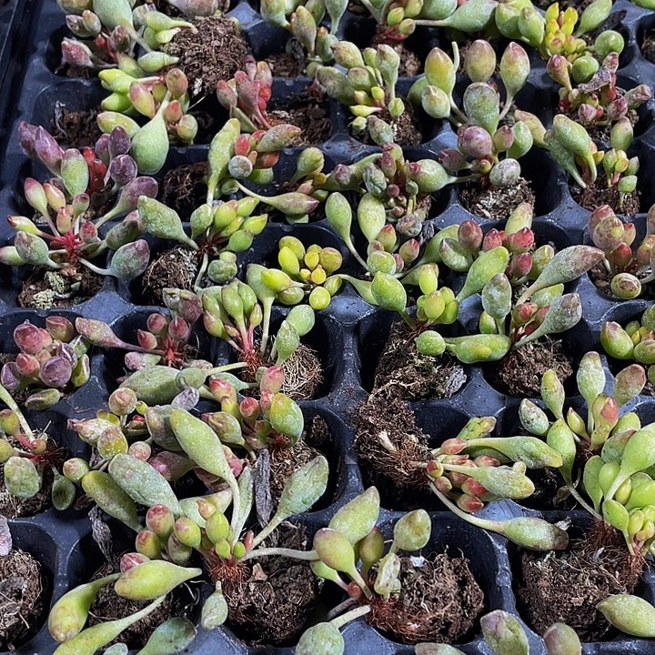 小鼓槌1元带土发货