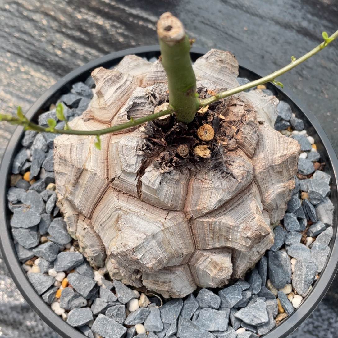 剑甲龟，一物一拍