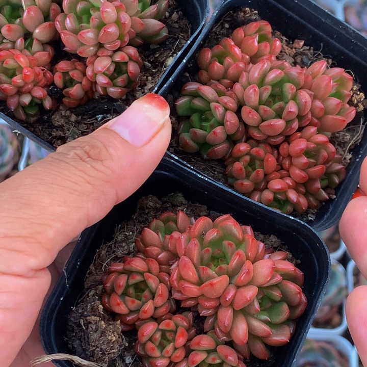 红宝石  （满9.99包邮不满9.99发叶子）