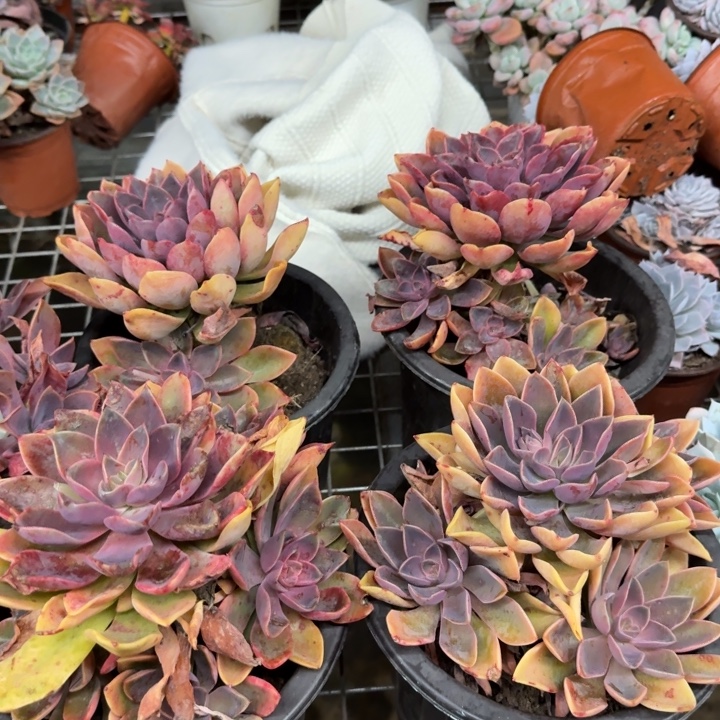 紫气东来大单头带仔老桩