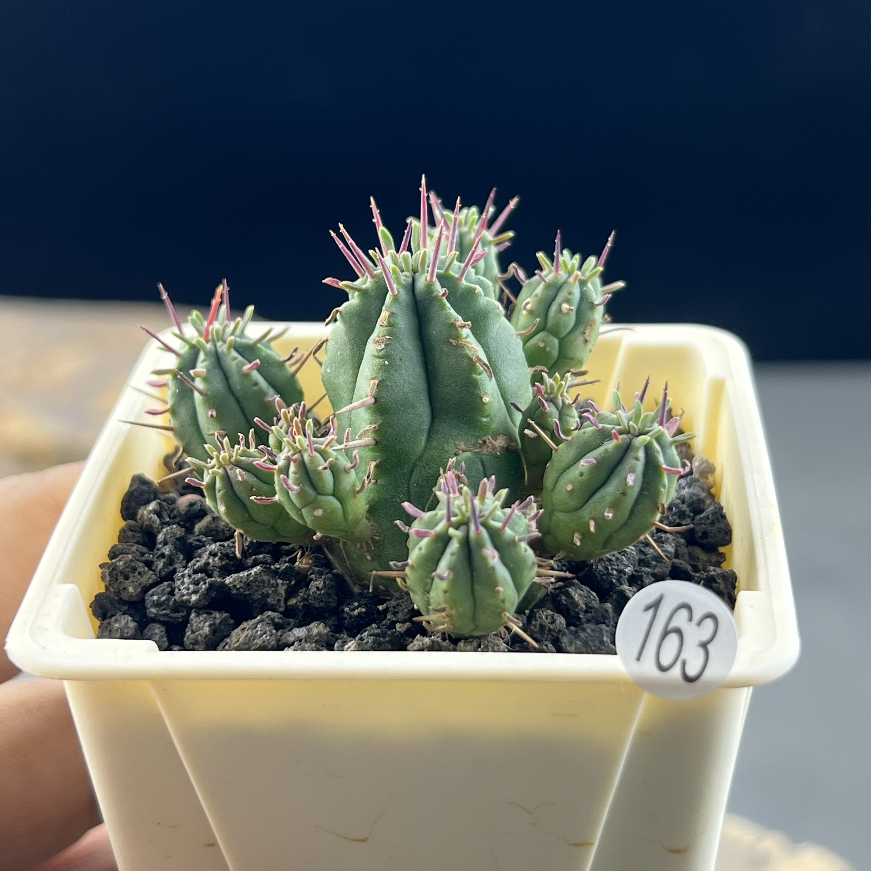 火麒麟大戟一物一拍163