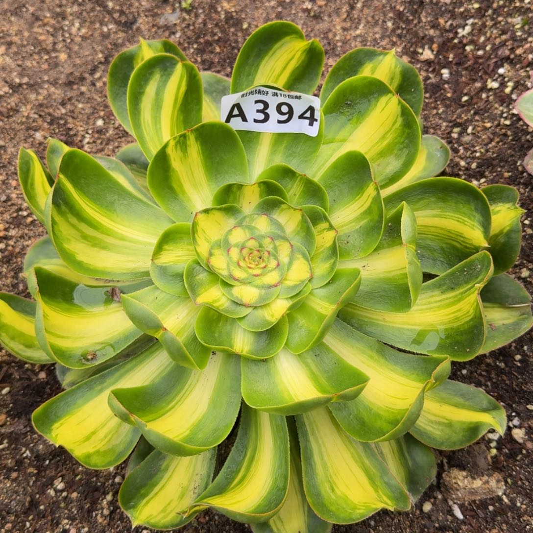 394暴君。多肉植物