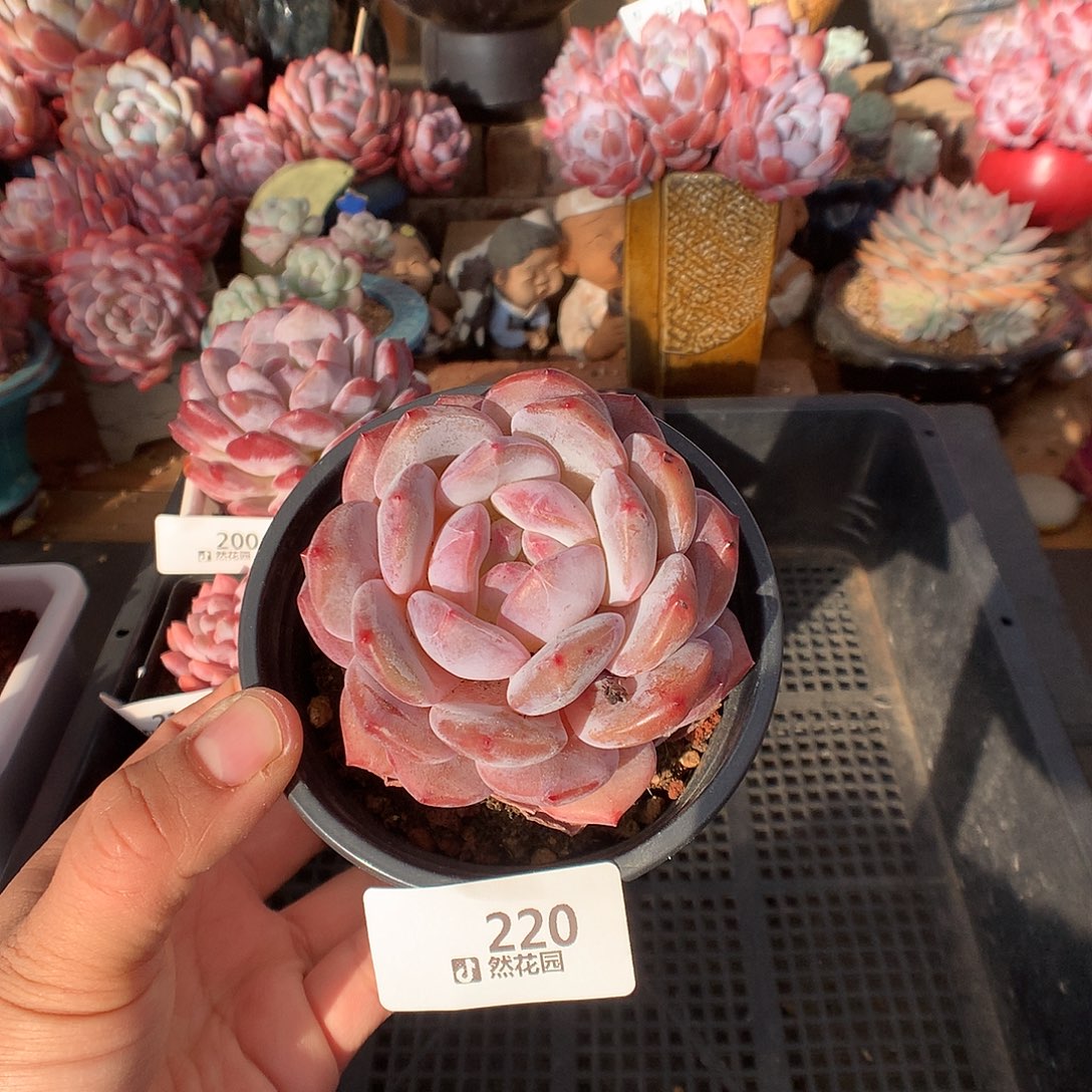 220粉星影多肉植物666